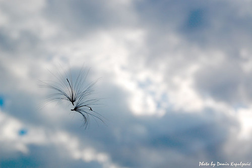 Float | by Damir Krpuljevic