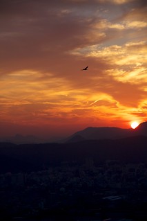 Hawk and Sunset