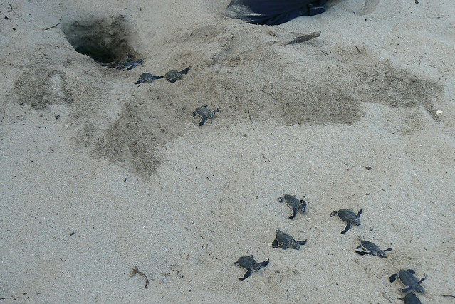 The Tides: Turtles Hatching