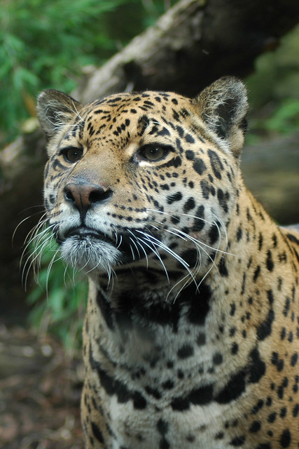 Edinburgh - Jaguar at the Zoo