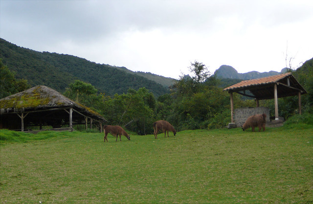 Pasochoa camping ground, Ecuador