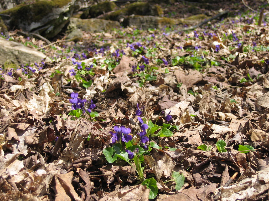Common Violet, Spring Awakes
