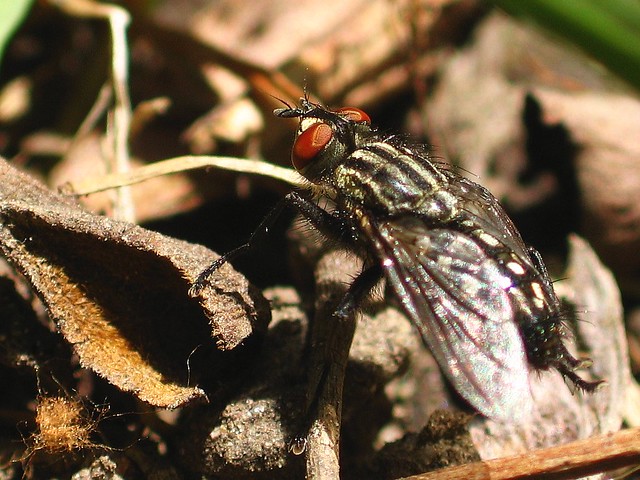 Flesh fly - side rear profile