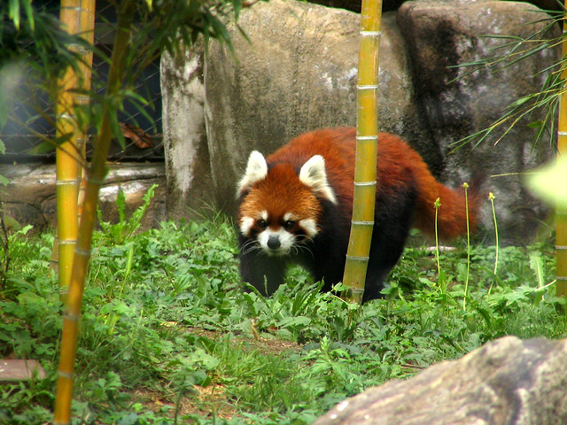 Tennoji zoo, Osaka, Japan