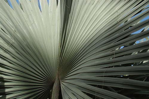 palmera | by edans