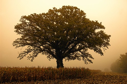 trees tree fog sunrise illinois oak blogged oaktree burroak notei blogged20060928 loneoaktree notcipb nottwit