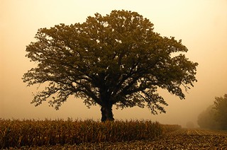 The Tree 35