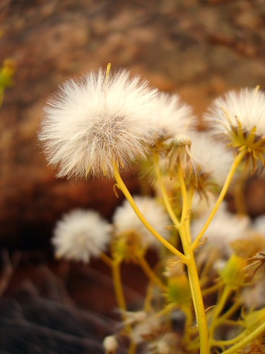 Yellow stems. weird. | by CBob