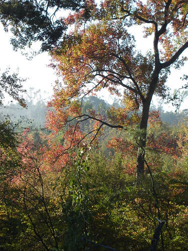Fall Turning | by timbertiger