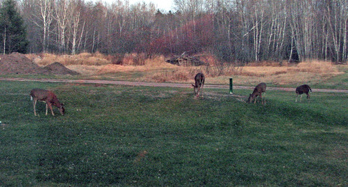 deer hunt deerhunting2006