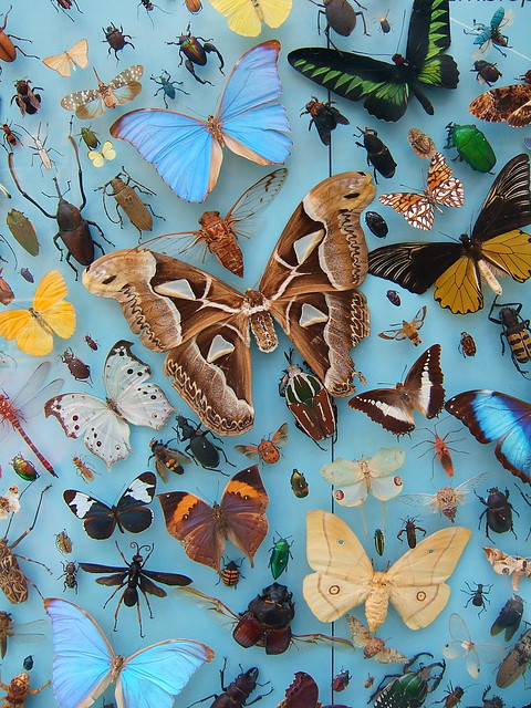 Insect display