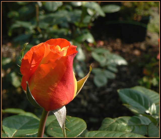 Rose rouge orange
