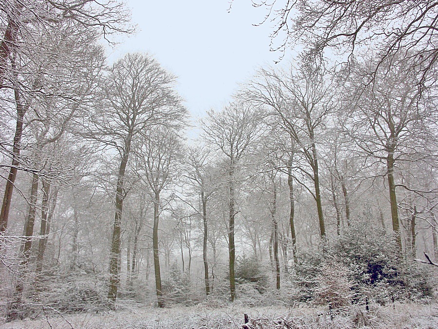 Snow in the Chilterns by algo
