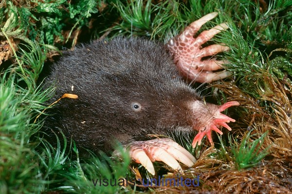 star-nosed-mole-3