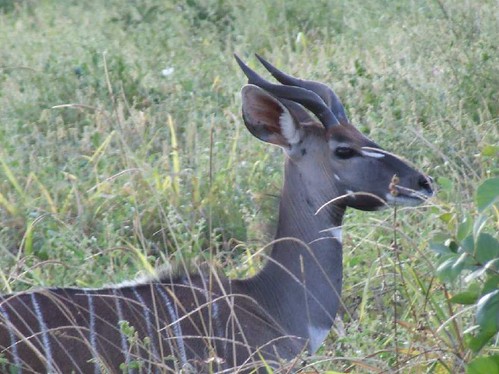 Lesser Kudu -Tsavo West