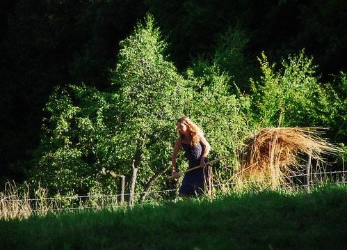 Making hay by Erwin Vindl