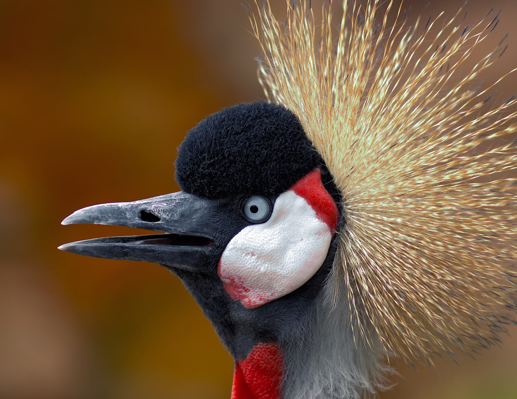 The Crowned Crane Conversationalist by Fort Photo