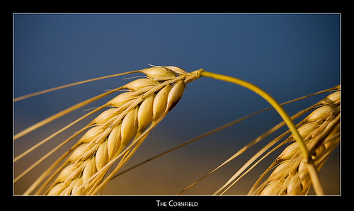 macro cornfield wheat badradkersburg
