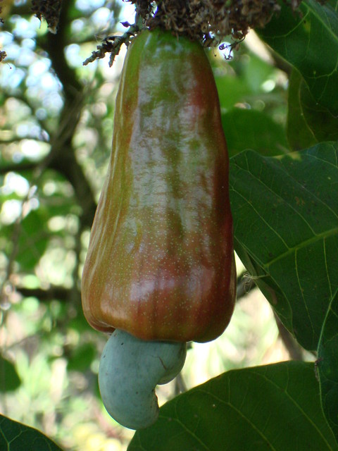 Fruto de anacardo - cashew fruit - El Salvador, Central America
