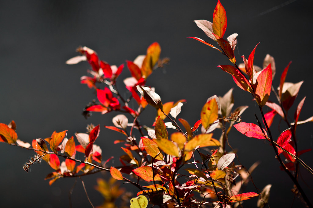Leaves Changing Color | A few more fall colors. This plant w… | Flickr