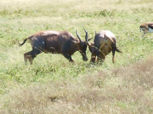 Maasai Mara National Reserve - topi