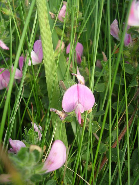 Vetchling? One of the pea family, anyway. Seaford to Eastbourne