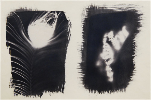 Photogram Dyptic | by lightinupmyla