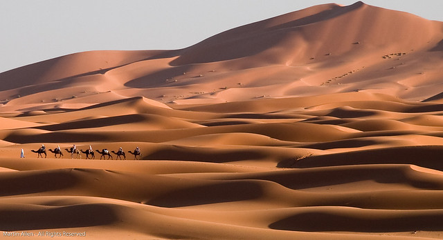 Camel Train on the Dunes