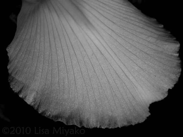 Iris petal study