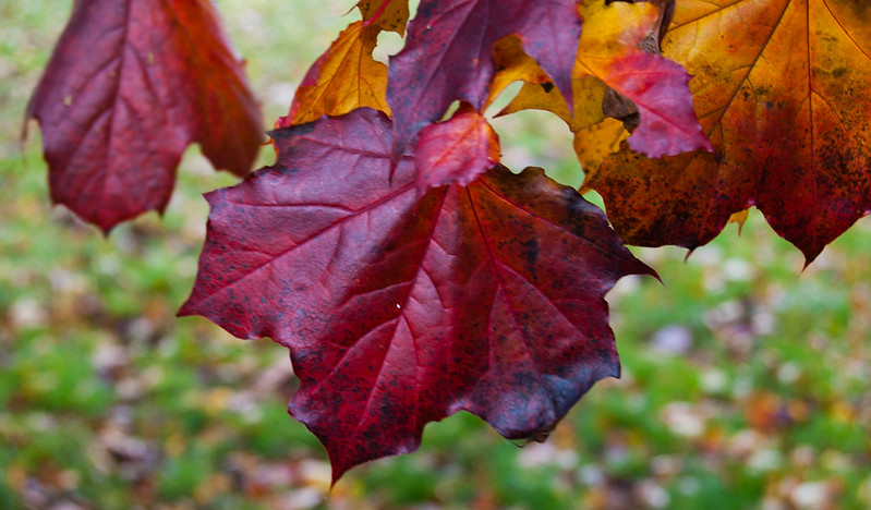 Sycamore