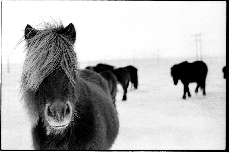Horse by Thelma Gunnarsdottir