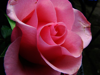 A rose is a rose is a rose | from our garden, (see en.wikipe… | Flickr