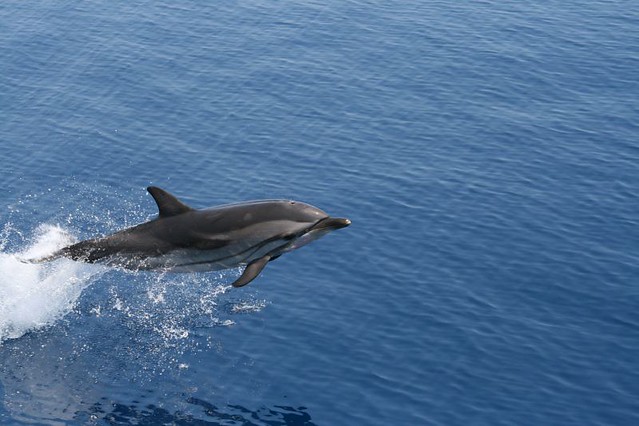 A dolphin jumps - δελφίνι πηδάει
