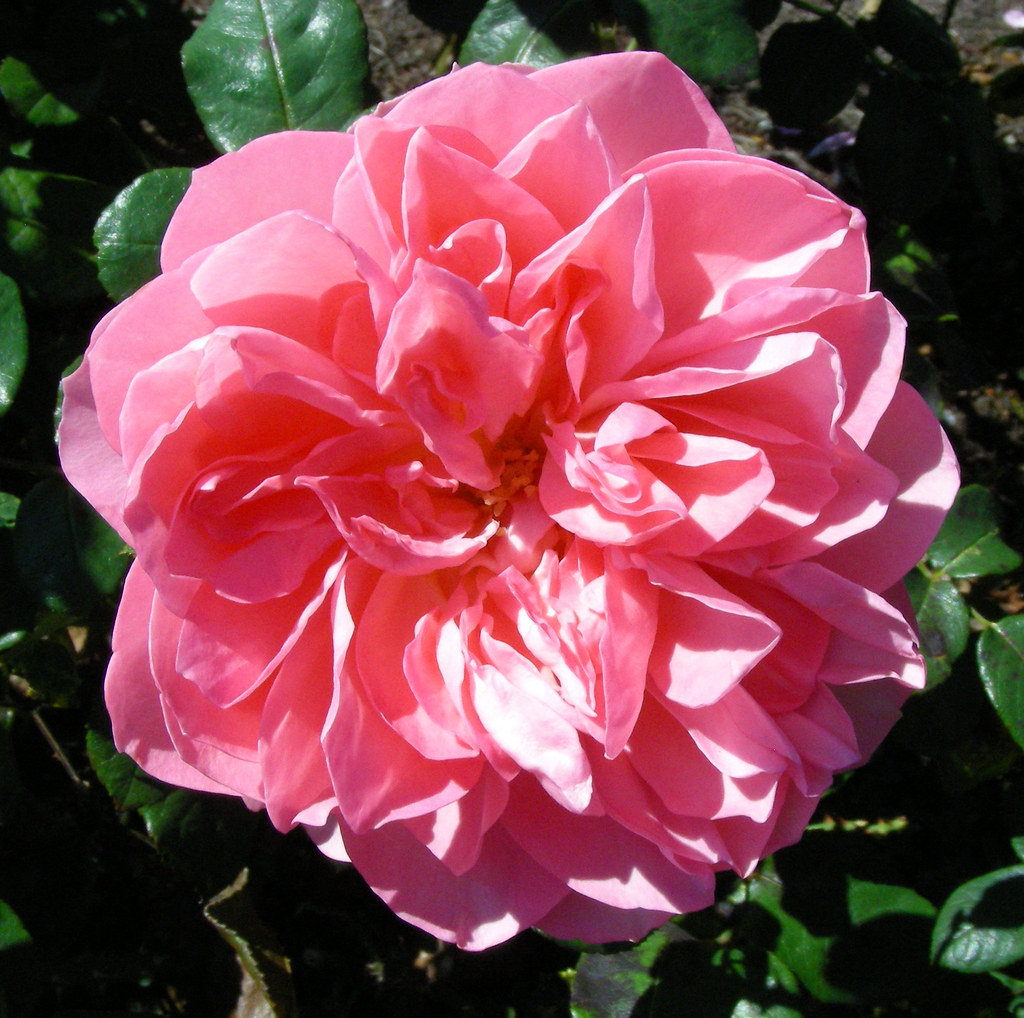 Pink Traviata Rose Hershey Gardens Hershey Pennsylvania 2