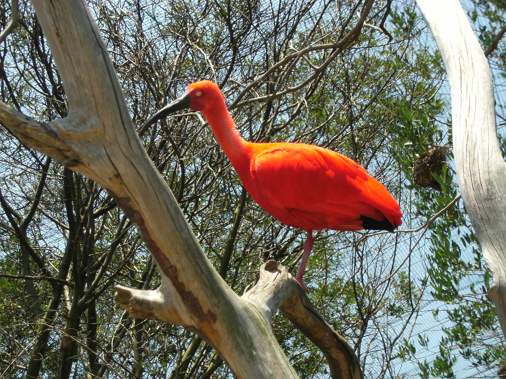 Birds of Eden (28) | shot st the largest bird enclosure is t… | Flickr