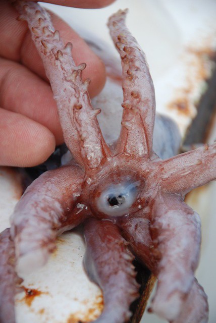 Octopus squid beak, This shot shows the beak of an Octopote…