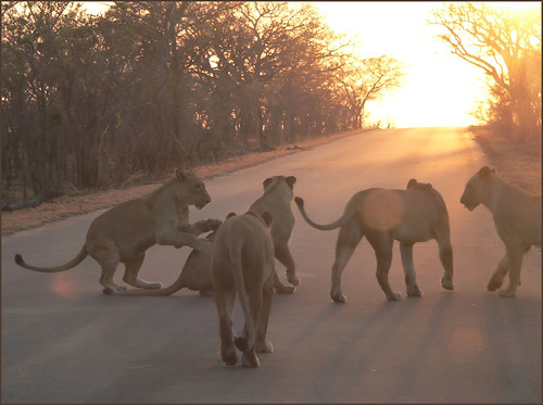 Roadblock at Sunrise by Mozambique - Moments
