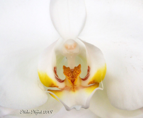 An Orchid by ninayak- Back to be here