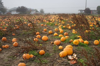 Delta Pumpkin patch 22oct06 - 14 | Roland Tanglao | Flickr