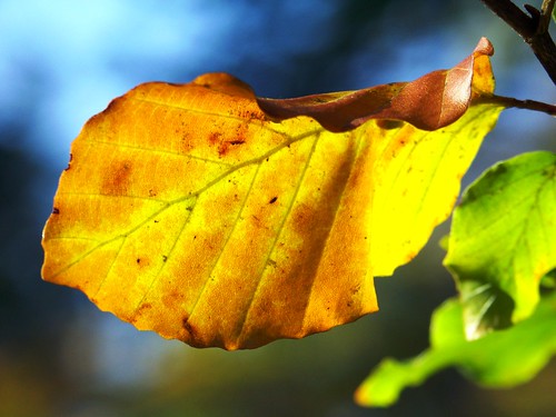 leaf1 by Navas