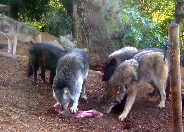 Colchester Zoo - England - Grey Wolves - November 12th 2006