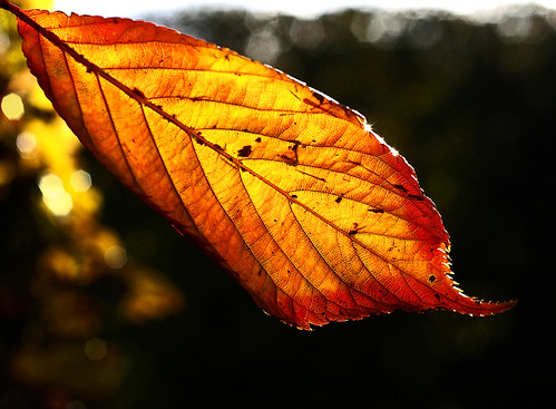 Another backlit leaf. by algo