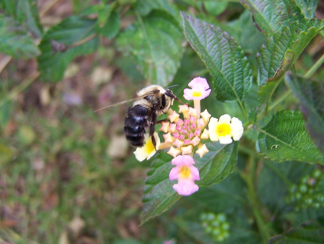 Bumble Bee on Lantana