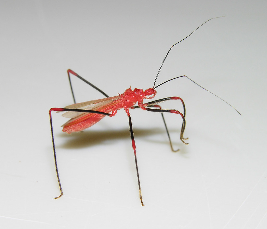 Red assassin bug (Saica sp, Reduviidae), Panama (2)