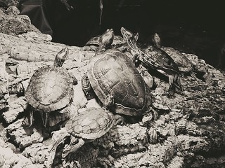 Turtle lovin' | by canadianlookin