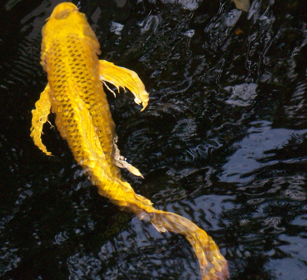 yellow koi (Gold-Fish :) )