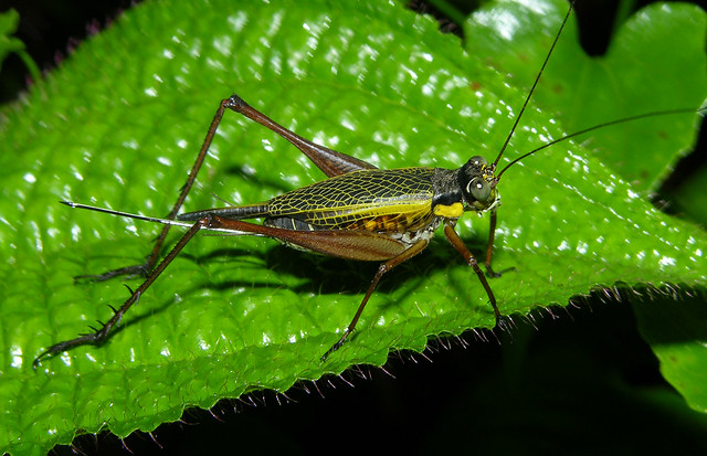 Common bush cricket (Nisitrus sp), female, Borneo