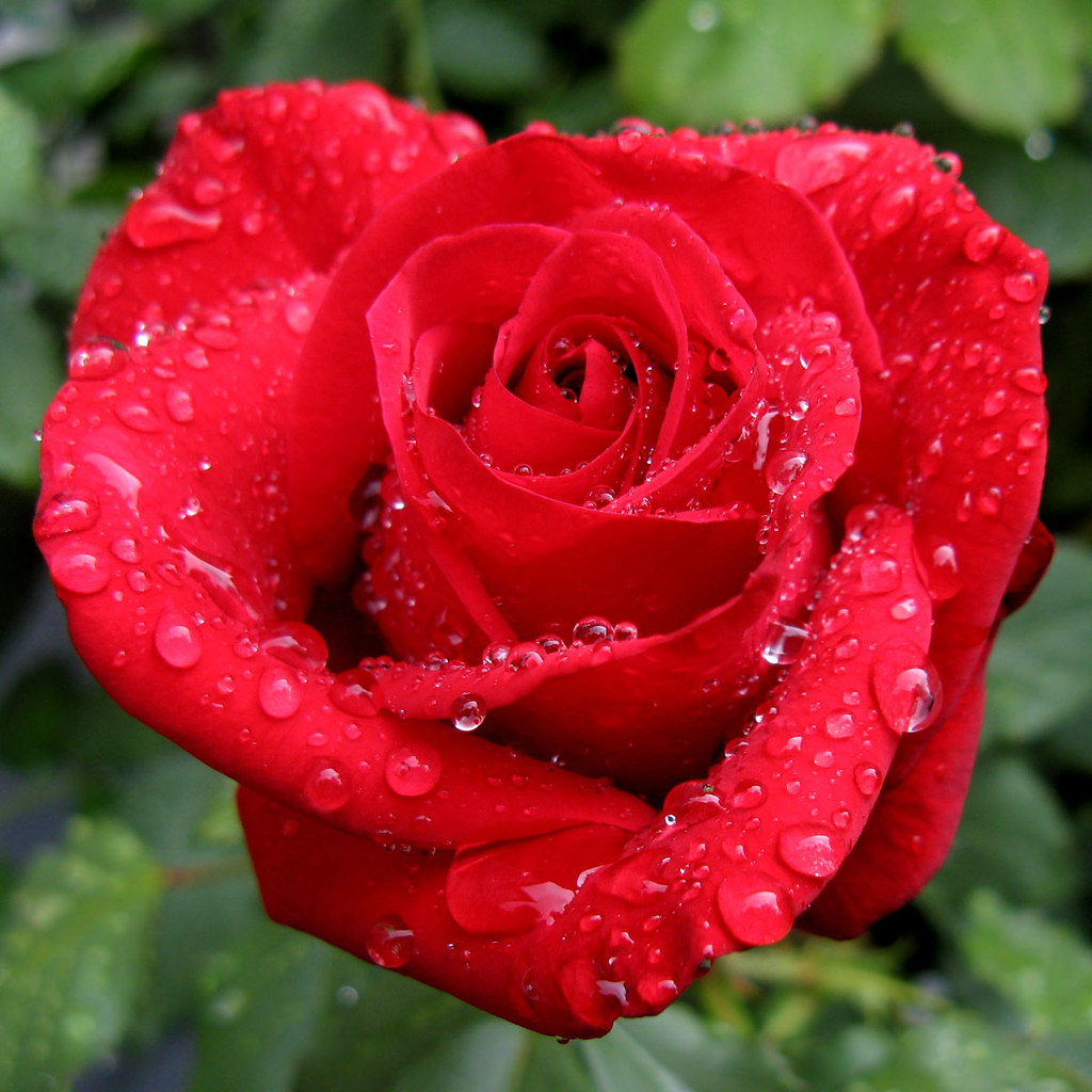 Rose Red | Kim | Flickr