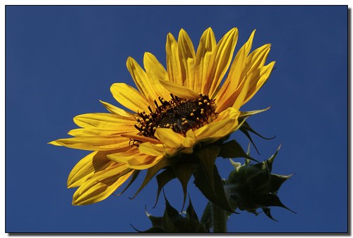 flower macro garden moscow bluesky idaho sunflower palouse featuredinexplore