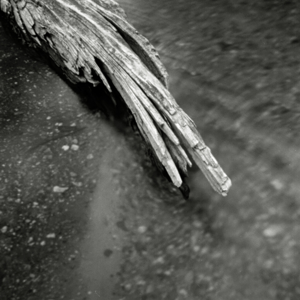 Fallen Tree, Crystal River